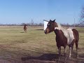 follow the leader