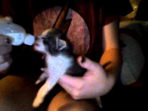 how to care for a 4 week old kitten