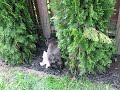 Bella The Escape Artist