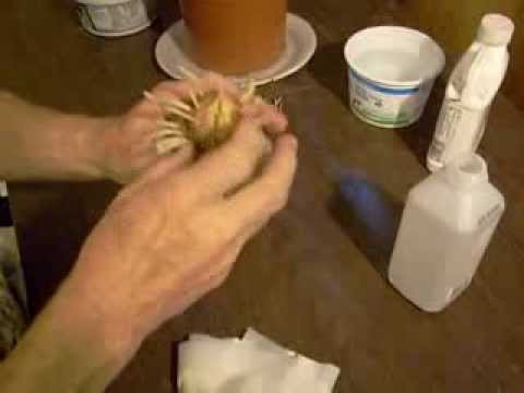 how to transplant amaryllis bulbs