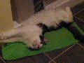 Joe the Maine Coon Cat Guards the Shower