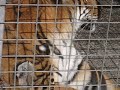 Tigers 2 Tigers 2