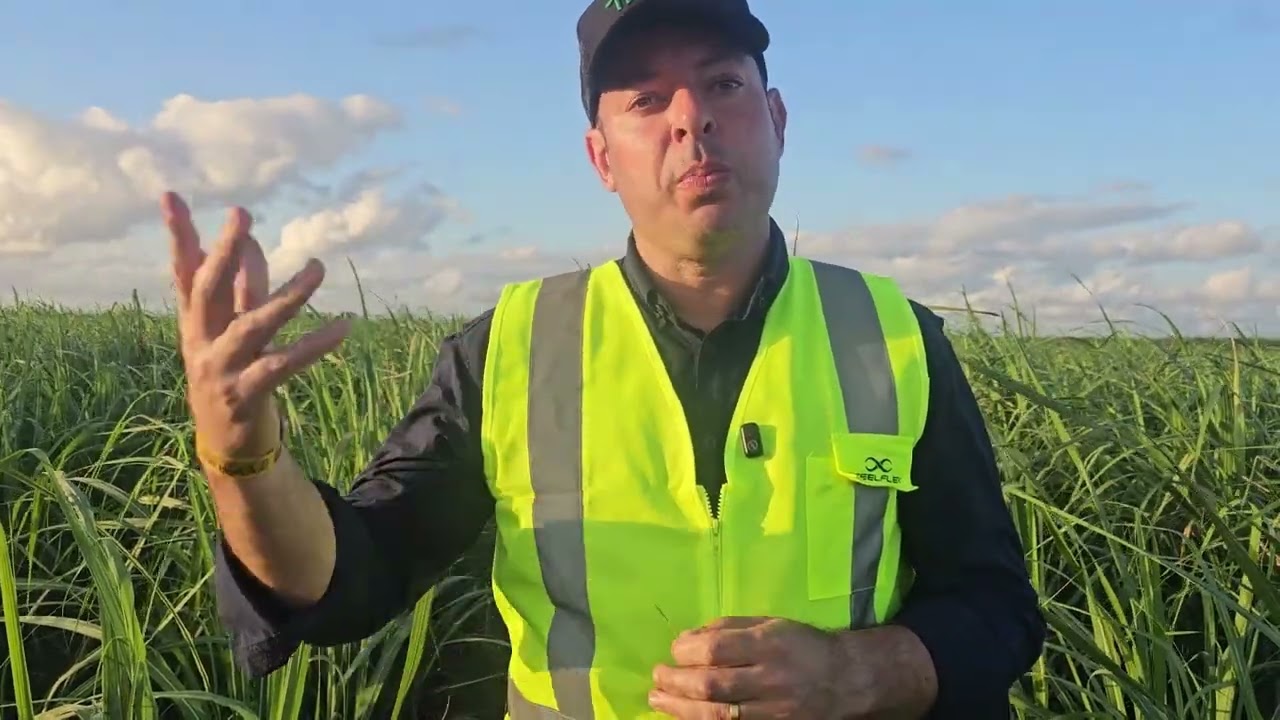 Usina Caeté testa variedades da Nufarm para áreas de sequeiro em Alagoas
