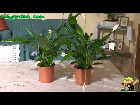 how to plant a spathiphyllum