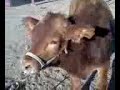 bull sledding