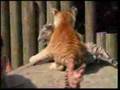 Bengal-tiger-cubs