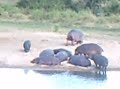 lion-vs-elephant.html