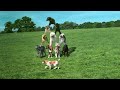  bbcone bbc1 bbc one ident branding logo sting dogs tricks trail trailer preview