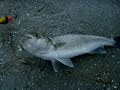 Sea Bass Fishing