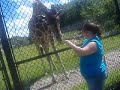 Feeding Giraffes