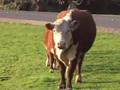 Aliens and Cows at Cowabduction.com 