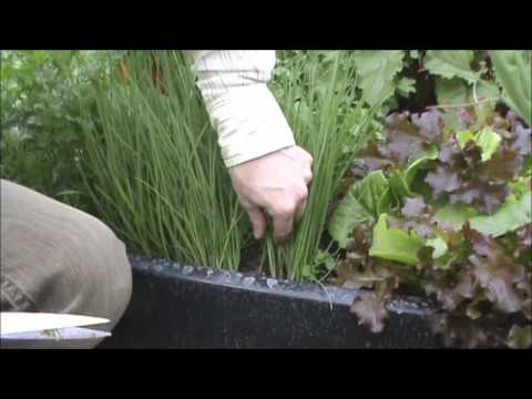 how to harvest spring onion