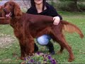 SETTER IRLANDESE MAGNIFICO