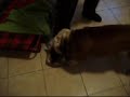 Bulldog Ettore e le sue ciabatte Bulldog Ettore e le sue ciabatte