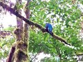 Resplendent quetzal
