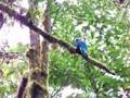 Resplendent quetzal