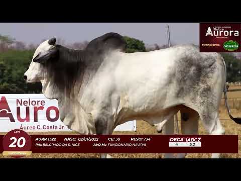 4� De Olho na Fazenda - NELORE AURORA participa��o Chico Paulic�ia