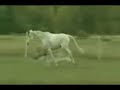 Horse Knocks out a trainer
