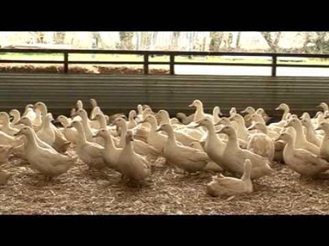 how to take care of a duck egg