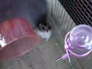 My Cute Hamsters 2 My Cute Hamsters 2