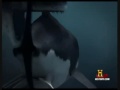 Megaladon vs prehistoric sperm whale