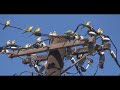 Ballad of the Brooklyn Parrots (Full-Motion Version)