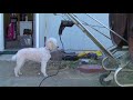 Poodle BBQ