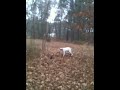 GERMAN  SHORTHAIR PLAYING WITH A MUSKRAT