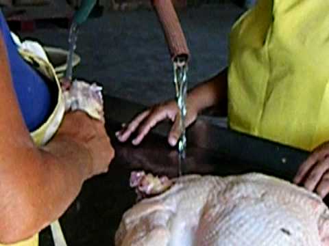 girl slaughter animal
