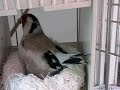 Darrrrek - Breeding carduelis major EUMO mutation 