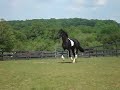 PInto Friesian Valentino PInto Friesian Valentino