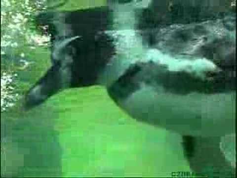 The Prague zoological garden ( part 1 )