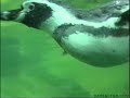 The Prague zoological garden ( part 1 )