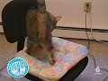 Gatos 9 Gatos 9