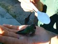 Hand Feeding a hummingbird at Peaceful Valley Scout Ranch Hand Feeding a hummingbird at Peaceful Valley Scout Ranch