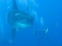 bali??molamola