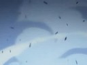 Bleach BanKais