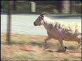 Goats Goats