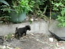 可愛小狗1.avi