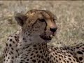 Cheetahs and snakes hunt in the African wild - BBC wildlife