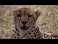 Cheetahs and snakes hunt in the African wild - BBC wildlife