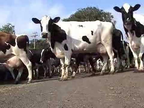Holstein cows in Ayrshire.to Pasture ...