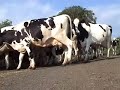 Holstein cows Ayrshire.Tim McGraw Where green grass grows