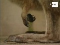 Encuentran abandonado un canguro en un campo de Elda (Alicante)