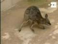 Encuentran abandonado un canguro en un campo de Elda (Alicante)