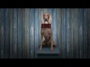Heinz - Kevindogwoman