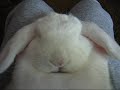 Bunny snoring