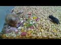 familia hamster