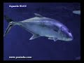 KLCC Aquaria(ii)