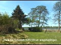 Træfælding